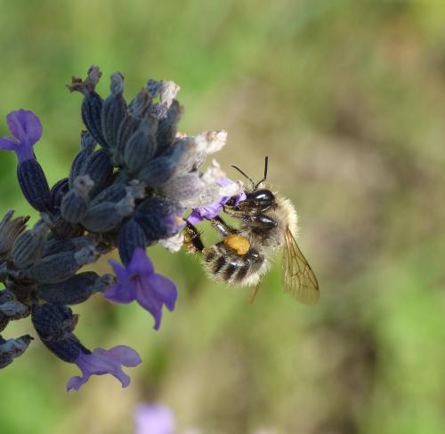 Réf. 215 573 : Bombus sp.